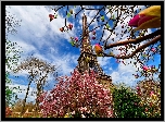 Wieża Eiffla, Kwitnące, Drzewa, Wiosna, Paryż, Francja