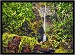 Wodospad Elowah Falls, Potok McCord Creek, Rezerwat przyrody Columbia River Gorge, Stan Oregon, Stany Zjednoczone, Las, Drzewa, Krzewy, Mech, Skały
