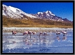 Flamingi, Rzeka, Góry, Ośnieżone, Szczyty
