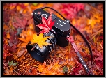 Aparat fotograficzny Leica, Liście, Klonu, Łąka, Jesień