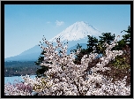 Fudżi, Kwitnące, Drzewa, Japonia, Wiosna
