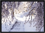 Drzewa, Gałęzie, Zima