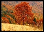Góry, Lasy, Kolorowe, Drzewa, Łąki, Jesień