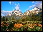 Góry, Las, Łąka, Kwiaty, Grand Teton