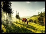 Koń, Góry, Łąka