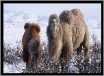 Wielbłądy, Góry, Zima