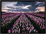 Holandia, Groningen, Biało-różowe, Tulipany, Pole, Niebo, Chmury
