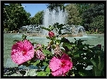 Hibiskus, Kwiaty, Park, Fontanna