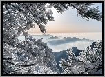 Chiny, Prowincja Anhui, Góry Huang Shan, Zima, Mgła, Wschód słońca, Oszronione, Gałęzie, Drzewa, Sosna