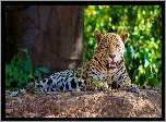 Leżący, Jaguar, Las