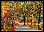 Jesień, Park, Alejka, Drzewa
