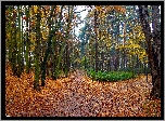 Jesień, Park, Droga, Alejki, Drzewa