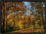 Jesień, Park, Drzewa, Liście, Ławka, Niebo