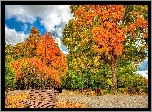 Jesień, Park, Ławki, Drzewa