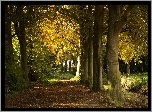 Jesień, Drzewa, Ścieżka, Park
