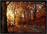 Jesień, Drzewa, Suche, Liście, Droga, Murek