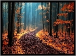 Jesień, Las, Ścieżka, Drzewa, Mgła