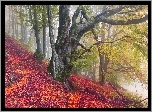 Jesień, Las, Drzewa, Konary