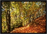Jesień, Las, Liście, Drzewa, Kamienie