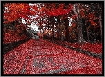 Jesień, Liście, Podejście, Drzewa, Park
