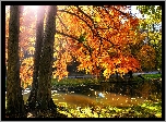 Jesień, Park, Rzeczka, Drzewa, Słońce