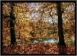 Drzewa, Jesień, Rzeka