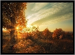 Jesień, Promienie słońca, Drzewo, Krzewy