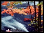 Jesień, Rzeka, Gałęzie, Kolorowe, Liście
