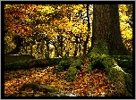 Jesień, Omszałe, Drzewo, Korzenie, Liście
