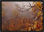 Jesień, Gałęzie, Krople, Mgła