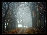 Jesień, Droga, Drzewa, Las, Mgła