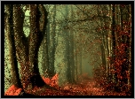 Jesień, Las, Droga, Drzewa, Liście, Mgła
