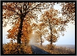 Jesień, Drzewa, Mgła, Droga