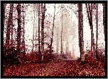 Jesień, Drzewa, Liście, Mgła, Ścieżka