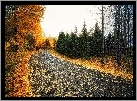 Jesień, Drzewa, Droga, Opadnięte, Liście