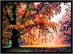Park, Jesień, Drzewa