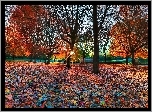Jesień, Park, Drzewa, Liście, Promienie, Słońca