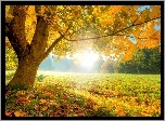 Jesień, Drzewo, Promienie, Słońca