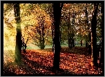 Jesień, Park, Promienie, Słońce