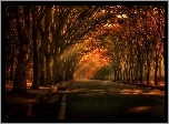 Jesień, Droga, Drzewa, Przebijające, Światło
