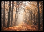 Jesień, Las, Drzewa, Przebijające światło