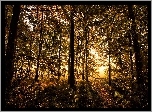 Jesień, Las, Przebijające światło