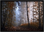 Jesień, Las, Mgła, Przebijające, Światło