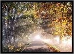 Jesień, Drzewa, Droga, Przebijające światło, Liście