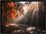 Jesień, Droga, Drzewa, Przebijające światło, Słoneczne