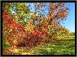 Jesień, Drzewa, Trawa, Liście