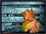 Jesienny, Liść, Krople, Deszczu