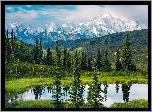 Stany Zjednoczone, Alaska, Góry, Park Narodowy Denali, Drzewa, Jezioro