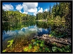 Jezioro, Drzewa, Roliny, Kanada