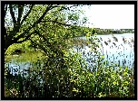 Jezioro, Powalone, Drzewo, Sitowie, Rośliny